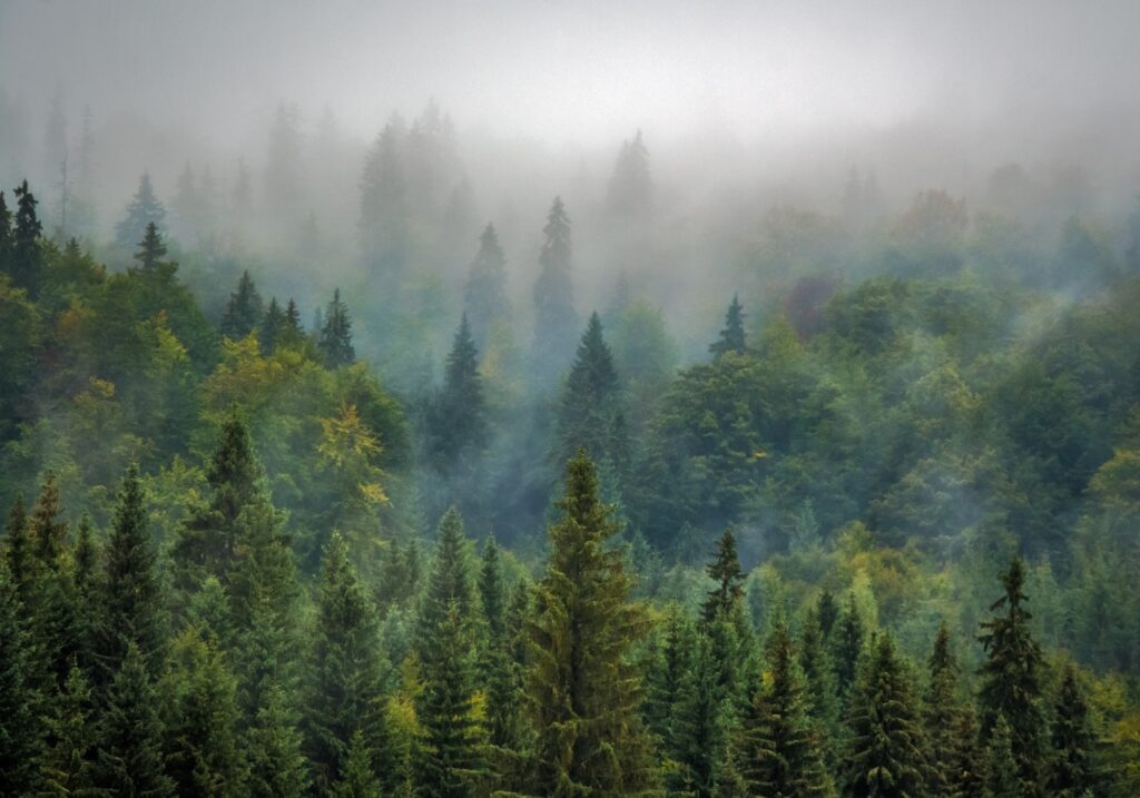 Zamglony las Op Wood Works